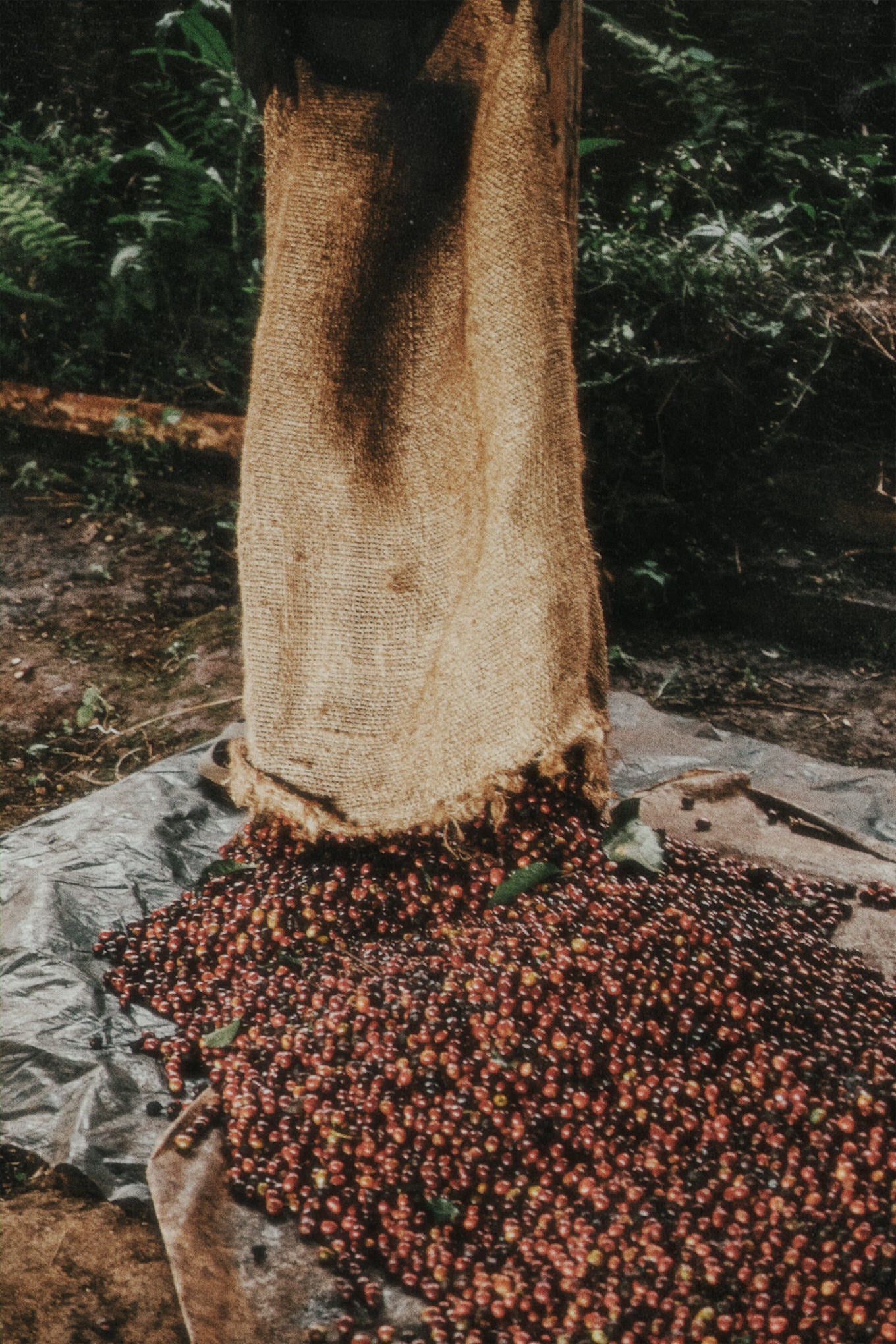 KIAWAMURURU