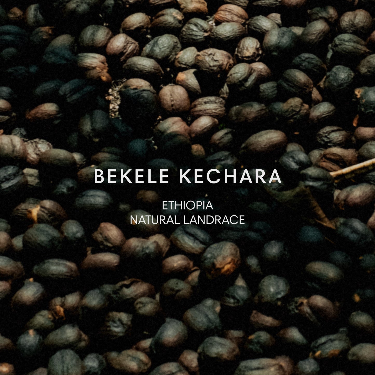 BEKELE KECHARA