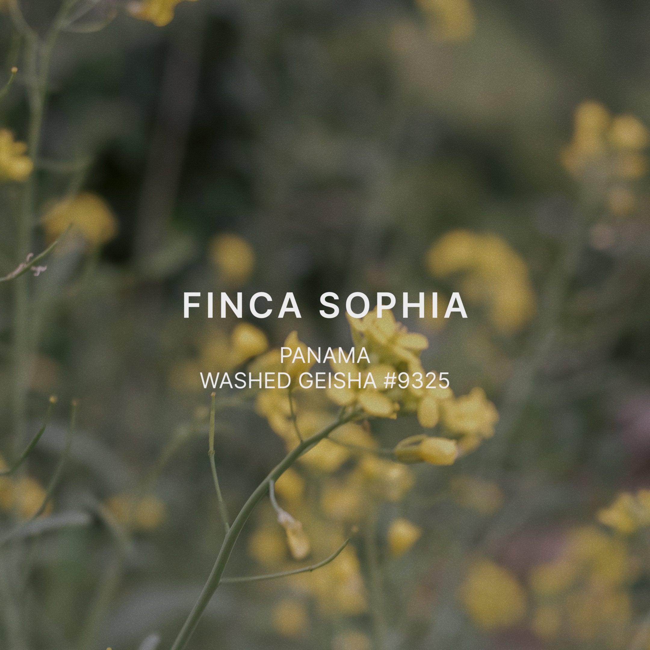FINCA SOPHIA