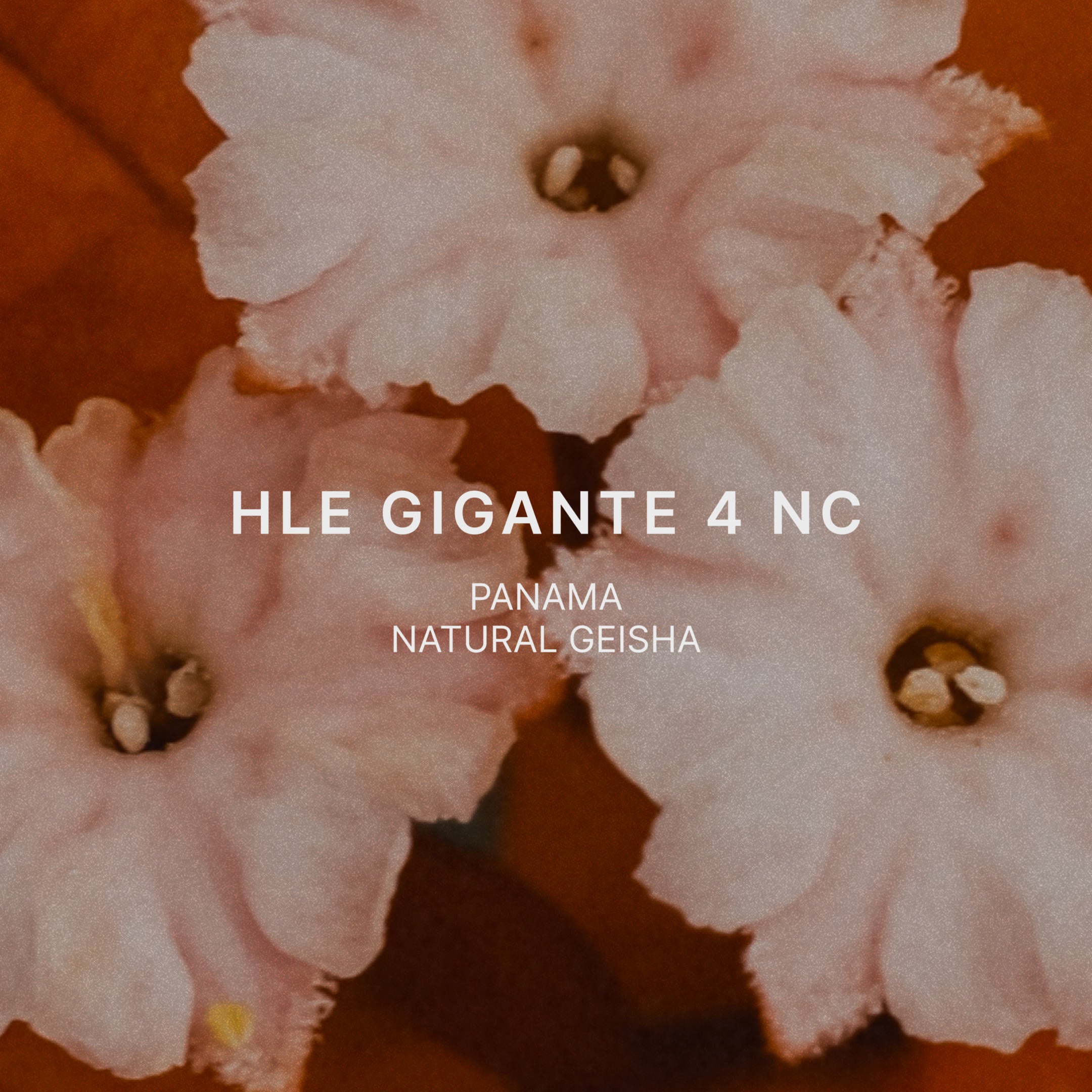 HLE GIGANTE 4 NC, a Black label nano lot natural Geisha from Hacienda La Esmeralda in Cañas Verdes, Boquete, Panama