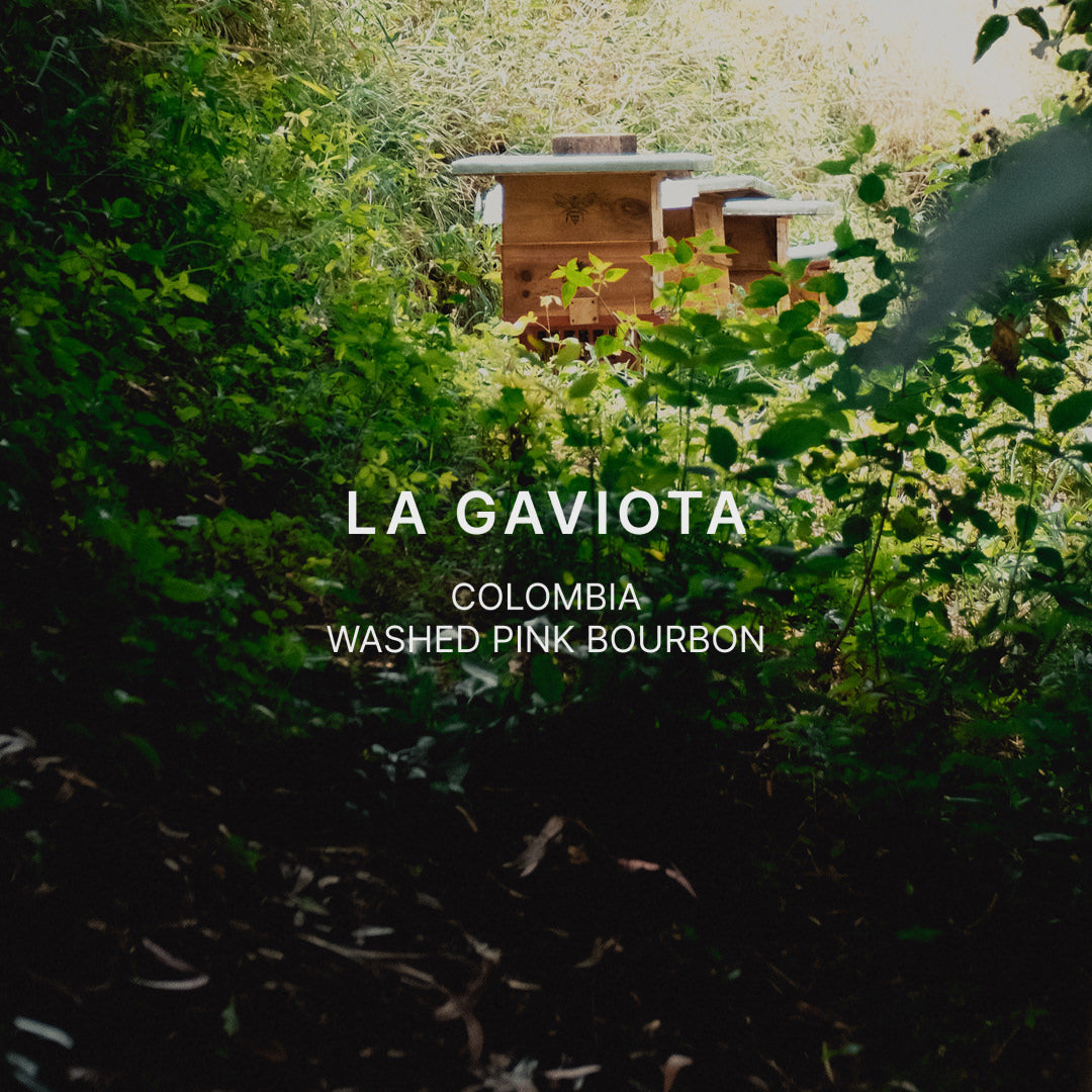 LA GAVIOTA