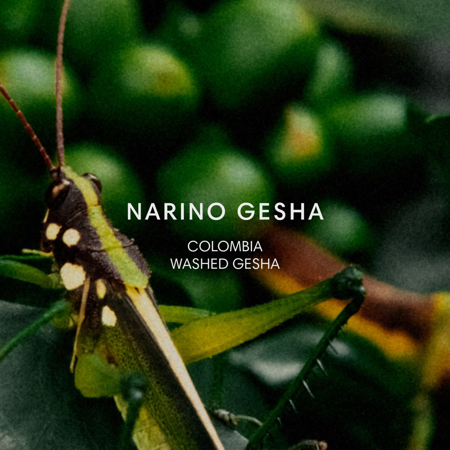 NARINO GESHA