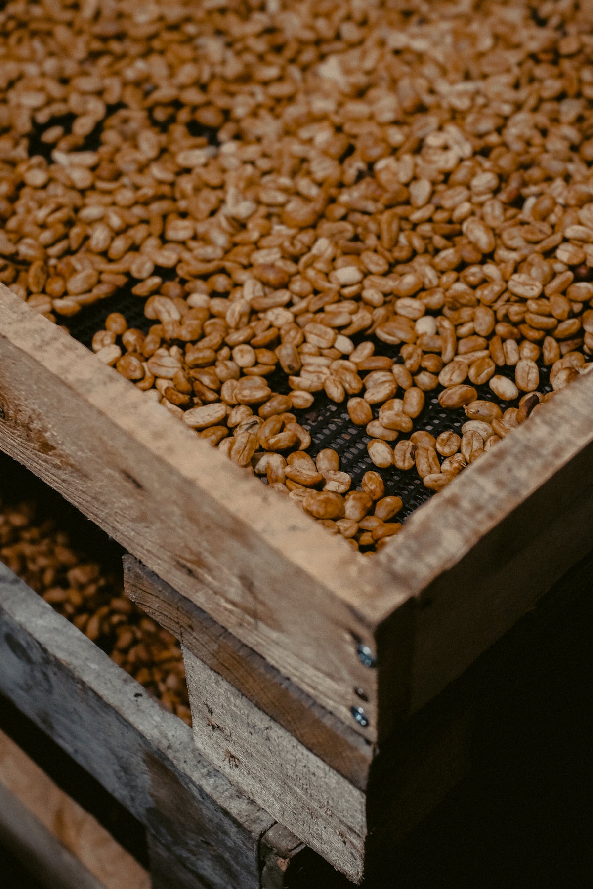 Geisha Honey at Finca Nahaliel