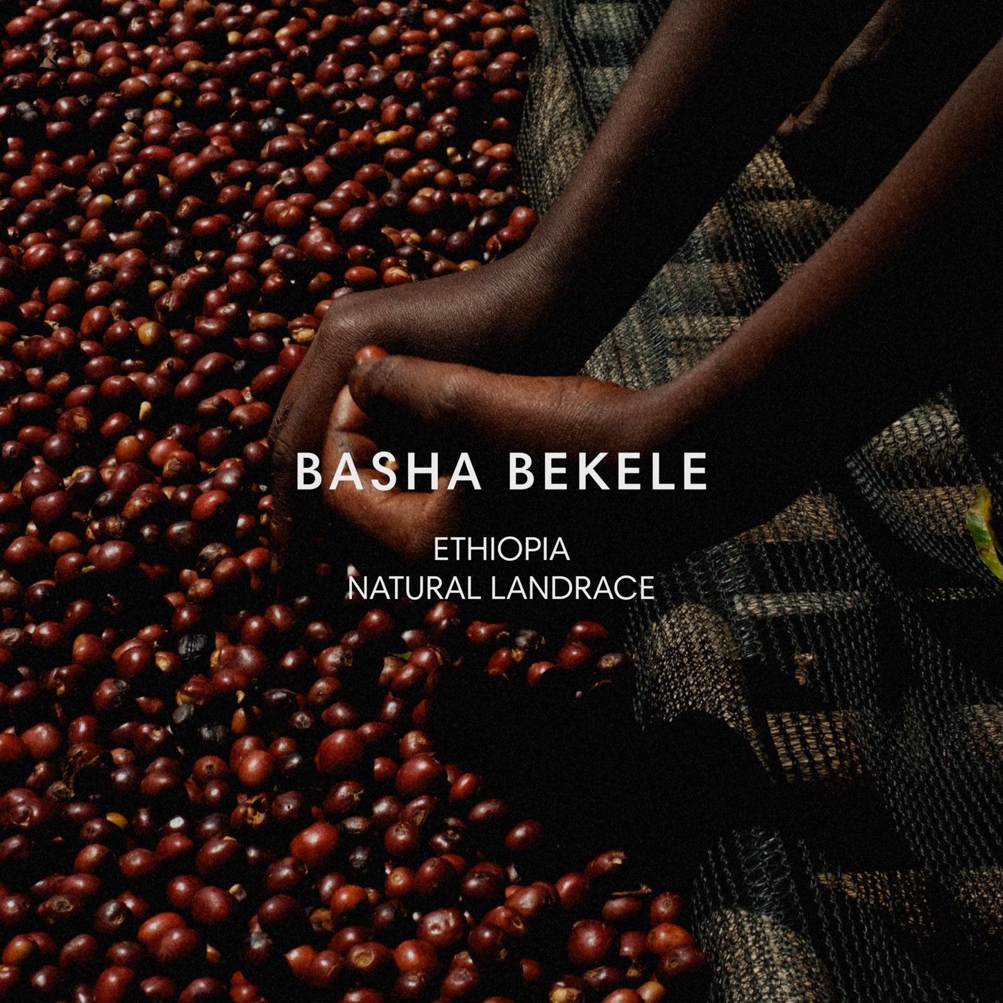 BASHA BEKELE