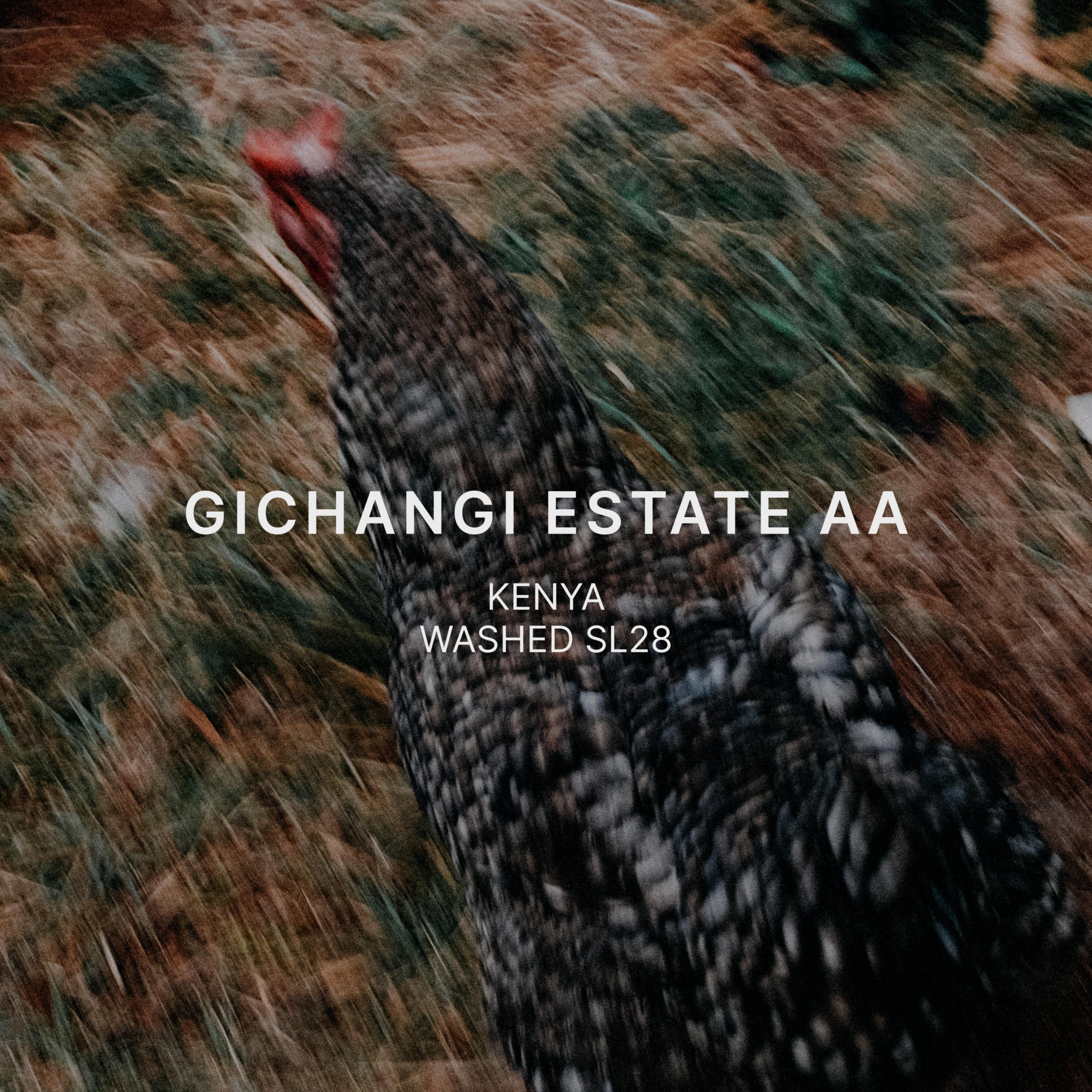GICHANGI ESTATE AA