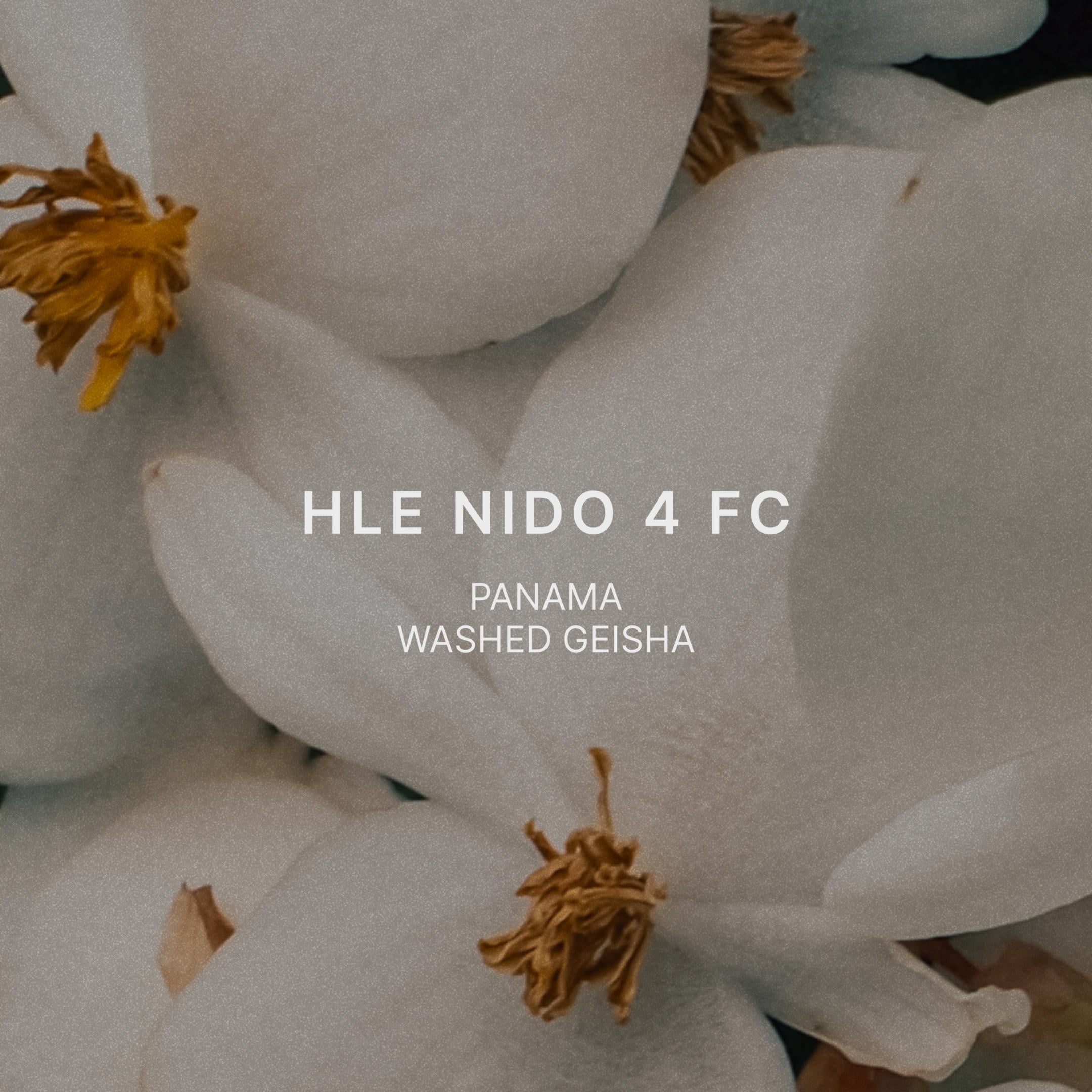 HLE NIDO 4 FC, a Black label nano lot washed Geisha from Hacienda La Esmeralda in Cañas Verdes, Boquete, Panama