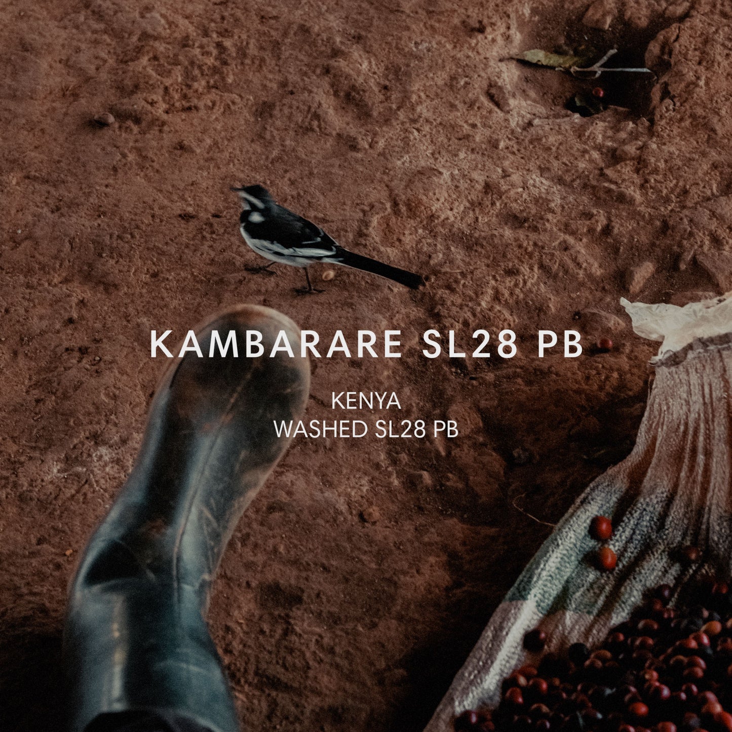 KAMBARARE SL28 PB