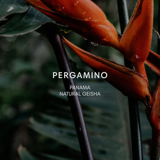 PERGAMINO GEISHA