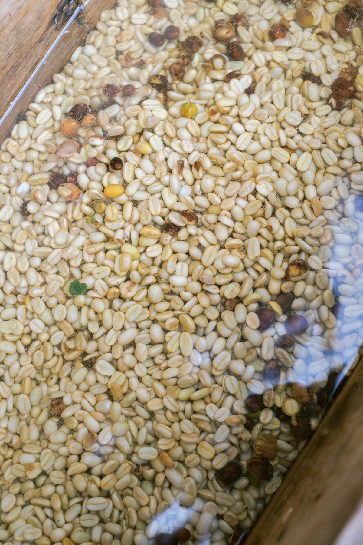 Geisha Washed at Finca Nahaliel