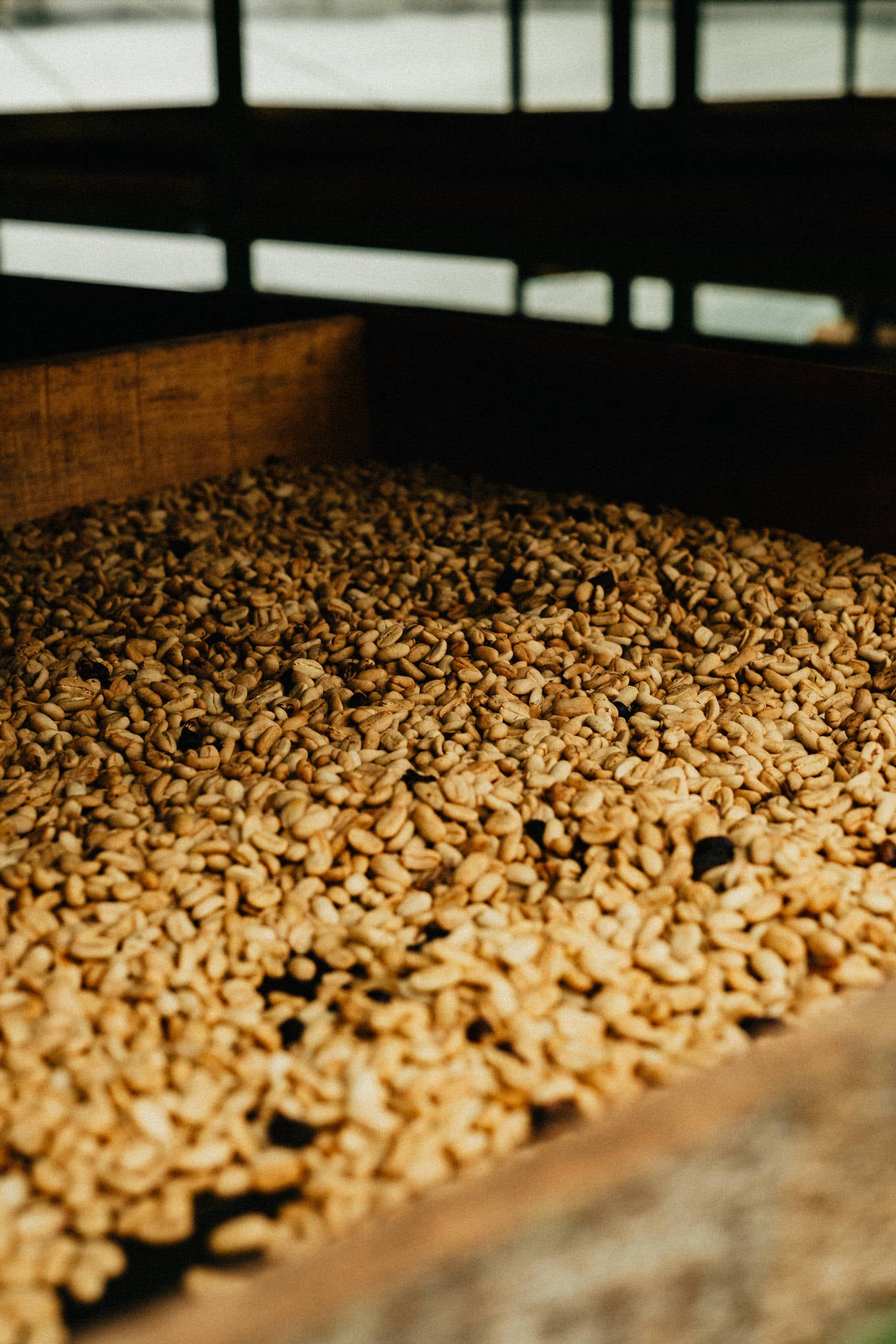MIKAVA