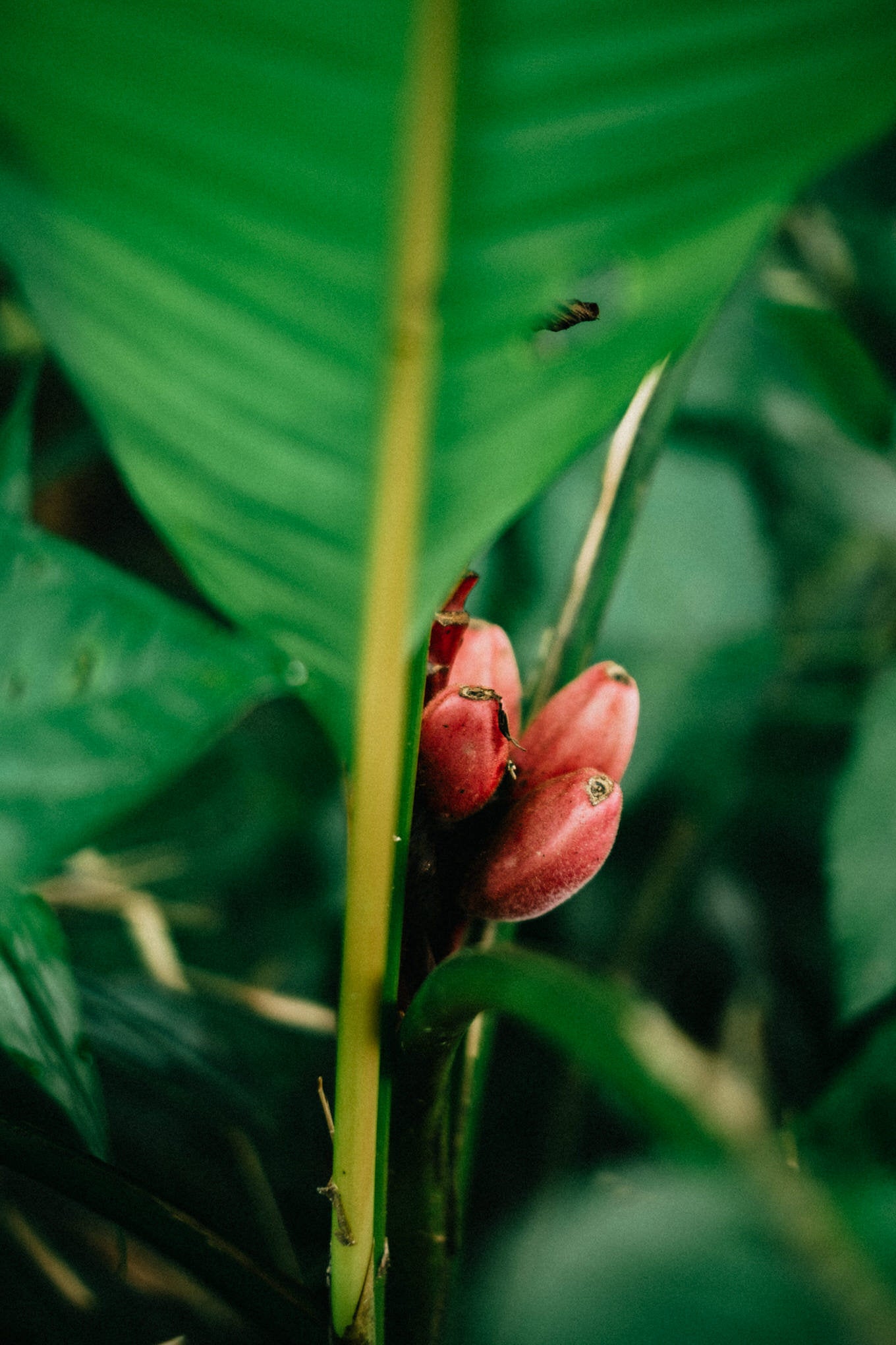 MIKAVA