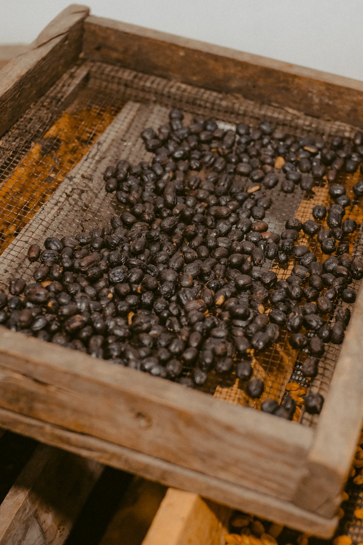 Geisha Natural at Finca Nahaliel